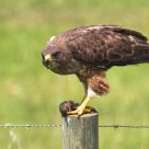 Prey 